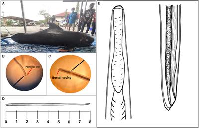 First report of Strongylidae nematode from pilot whale (Globicephala macrorhynchus) by molecular analysis reveals the cosmopolitan distribution of the taxon